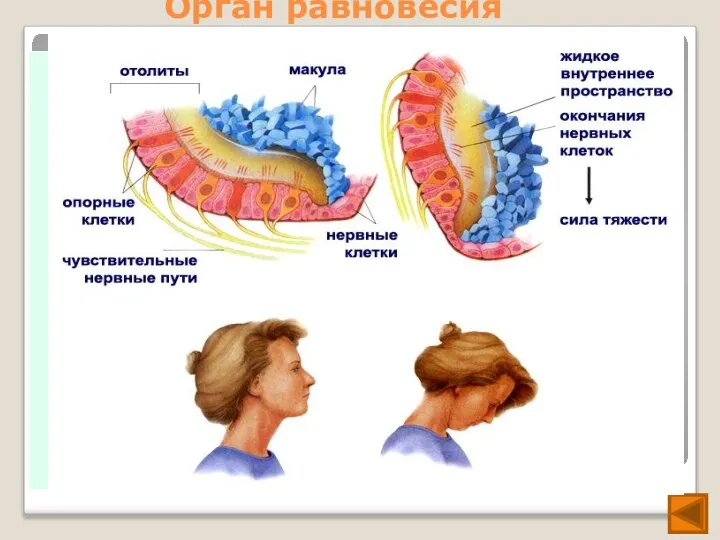 Орган равновесия Чувство равновесия. В лабиринте внутреннего уха располагается орган равновесия -