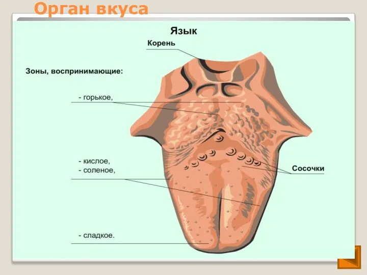 Орган вкуса Вкус - ощущение сложное. Оно, как правило, возникает при восприятии