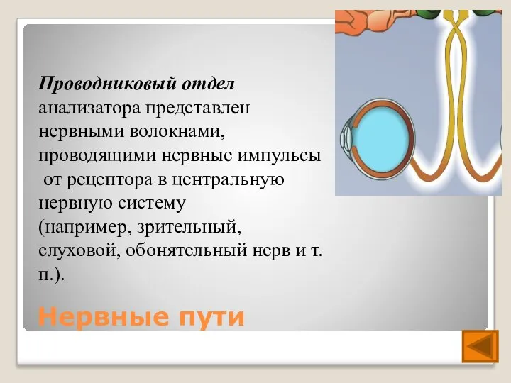 Нервные пути Проводниковый отдел анализатора представлен нервными волокнами, проводящими нервные импульсы от