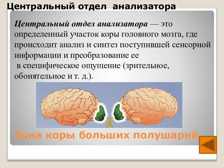 Зона коры больших полушарий Центральный отдел анализатора — это определенный участок коры