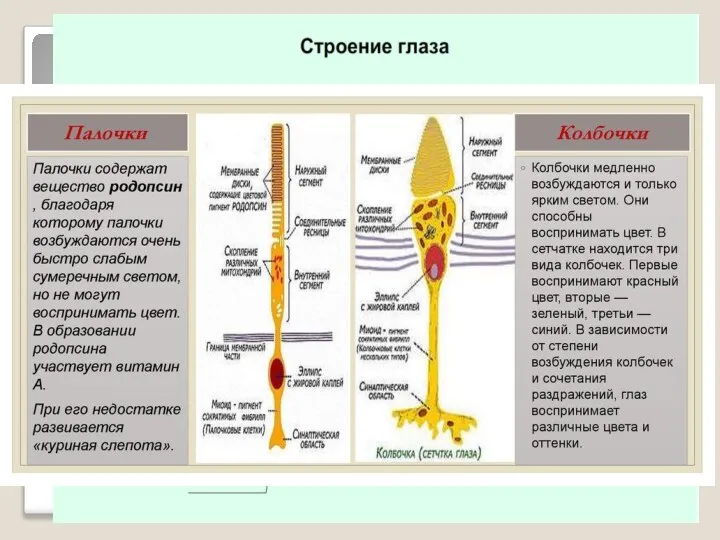 Орган зрения Значение зрения. Через зрительный анализатор человек получает основное количество информации.