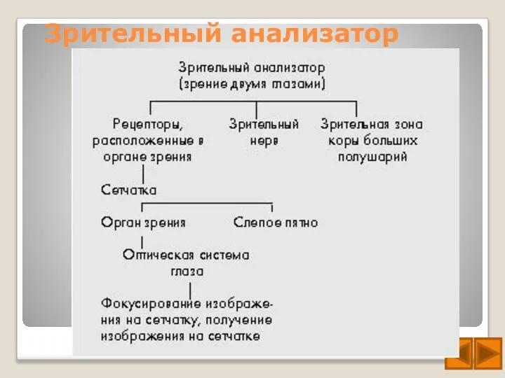 Зрительный анализатор