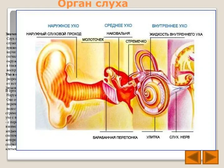 Орган слуха В органе слуха различают наружное, среднее и внутреннее ухо. Наружное