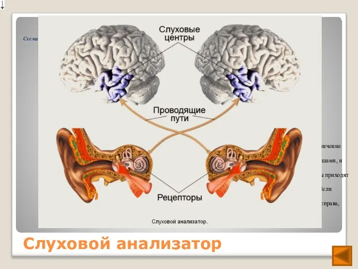 Слуховой анализатор Слуховое восприятие. В головном мозге происходит различение силы, высоты и