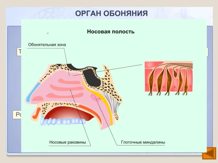 Орган обоняния Обоняние осуществляется с помощью рецепторов, которые находятся в слизистой оболочке