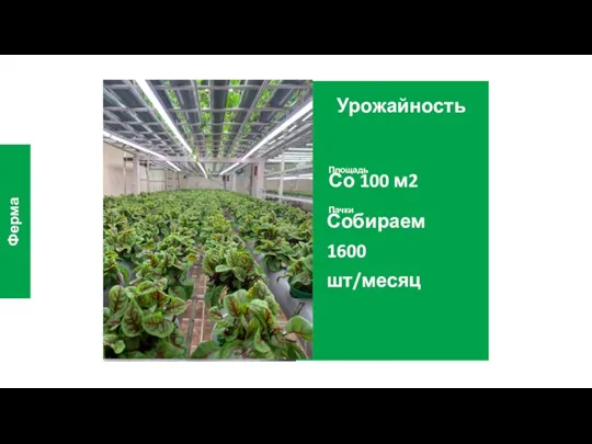 Урожайность Со 100 м2 Ферма Площадь Пачки Собираем 1600 шт/месяц