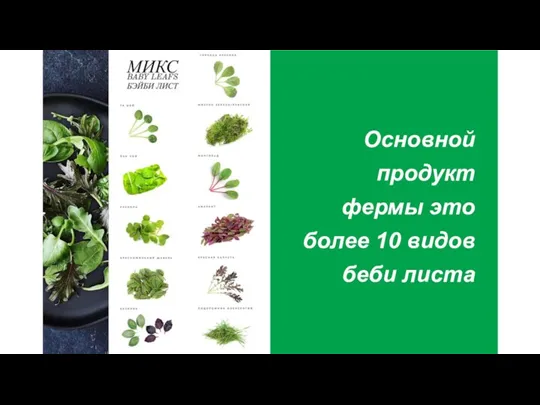 Объёмы Основной продукт фермы это более 10 видов беби листа