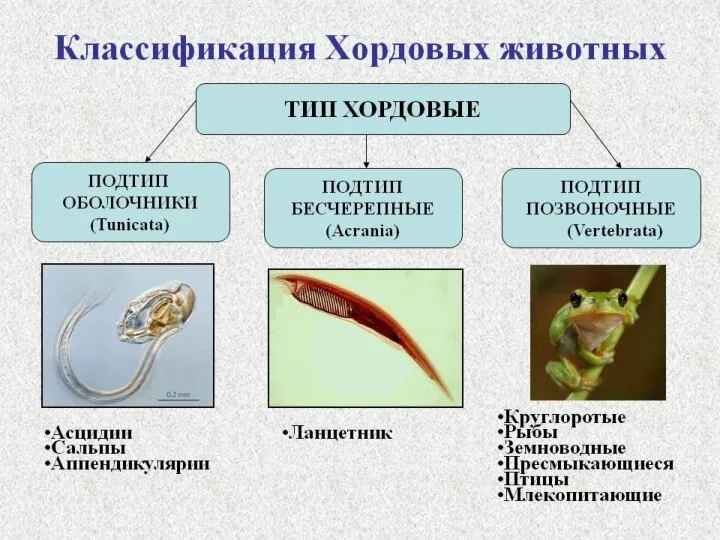 Империя: Клеточные Надцарство: Эукариоты Царство: Животные Подцарство: Высшие Тип Хордовые Общая характеристика: