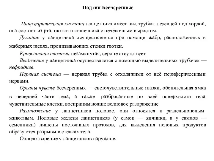 Подтип Бесчерепные Пищеварительная система ланцетника имеет вид трубки, лежащей под хордой, она