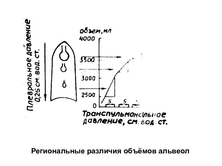 Региональные различия объёмов альвеол