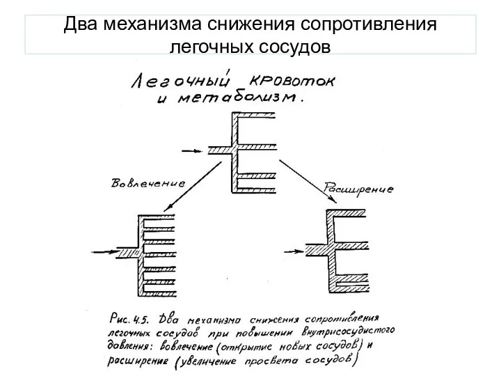 Два механизма снижения сопротивления легочных сосудов