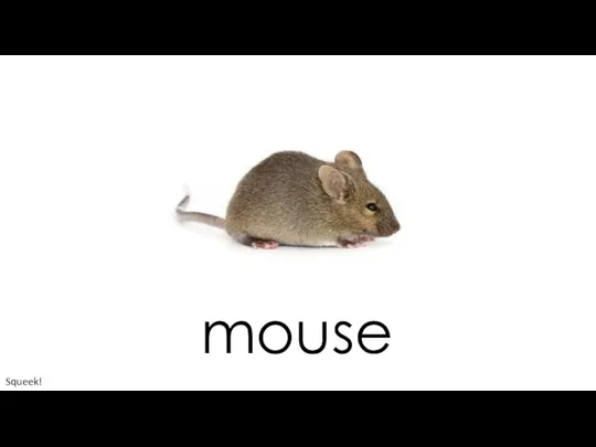 mouse Squeek!