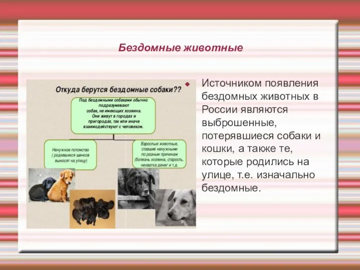 Бездомные животные Источником появления бездомных животных в России являются выброшенные, потерявшиеся собаки