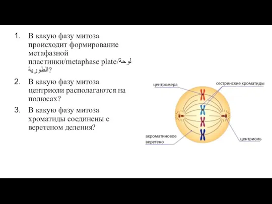 В какую фазу митоза происходит формирование метафазной пластинки/metaphase plate/لوحة الطورية? В какую