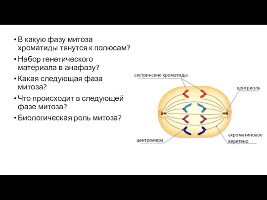 В какую фазу митоза хроматиды тянутся к полюсам? Набор генетического материала в