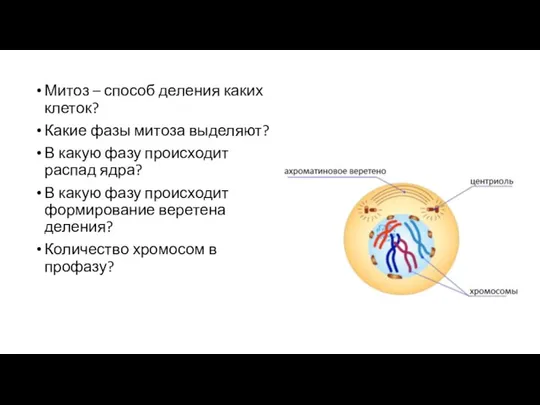 Митоз – способ деления каких клеток? Какие фазы митоза выделяют? В какую