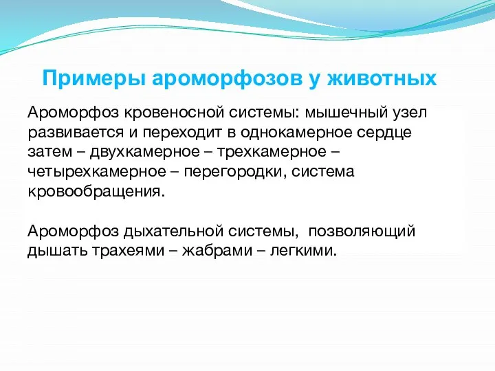 Примеры ароморфозов у животных Ароморфоз кровеносной системы: мышечный узел развивается и переходит