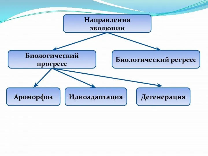 Направления эволюции Биологический прогресс Биологический регресс Ароморфоз Идиоадаптация Дегенерация