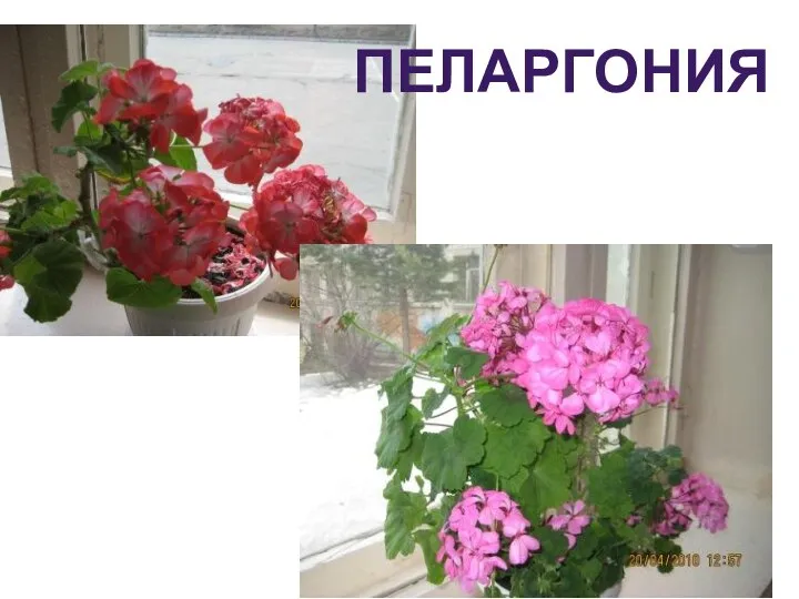 ПЕЛАРГОНИЯ