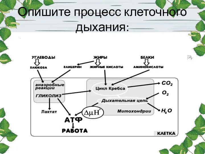 Опишите процесс клеточного дыхания: