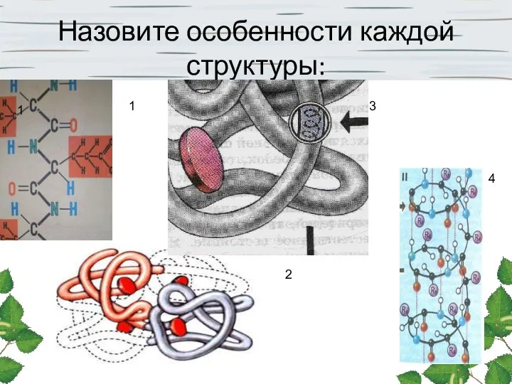 Назовите особенности каждой структуры: 1 3 4 2 1