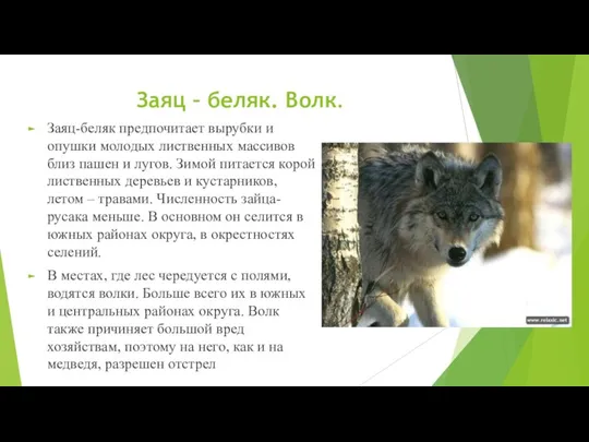 Заяц – беляк. Волк. Заяц-беляк предпочитает вырубки и опушки молодых лиственных массивов