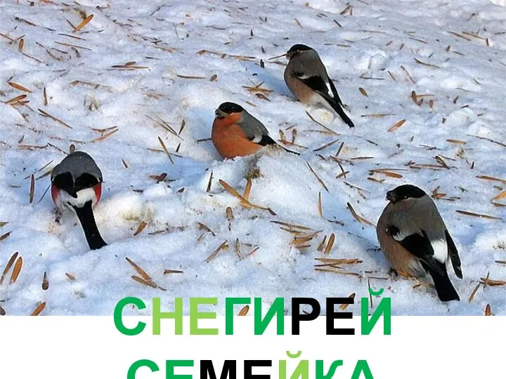 СНЕГИРЕЙ СЕМЕЙКА