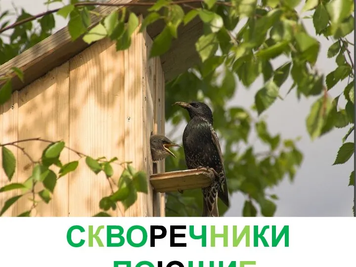 СКВОРЕЧНИКИ ПОЮЩИЕ