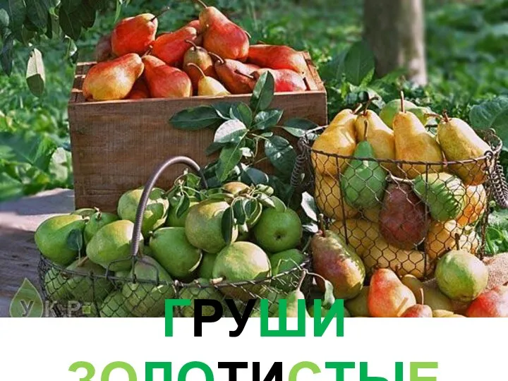 ГРУШИ ЗОЛОТИСТЫЕ