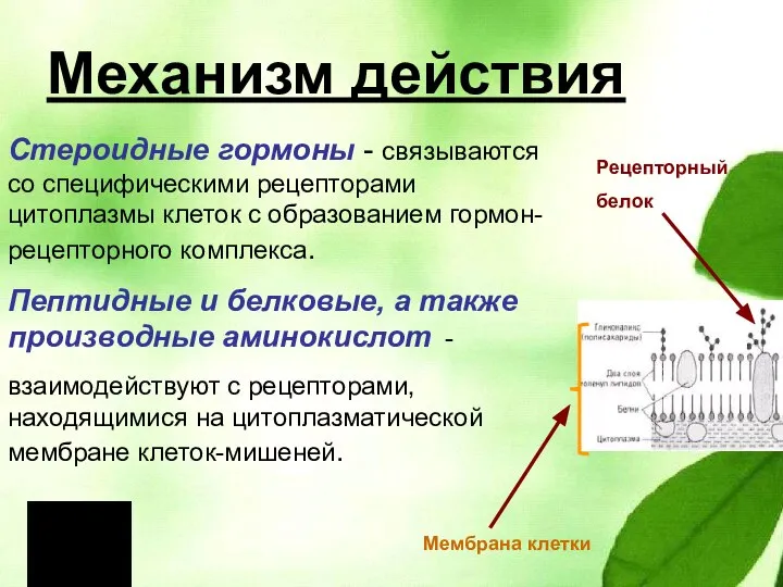 Механизм действия Стероидные гормоны - связываются со специфическими рецепторами цитоплазмы клеток с