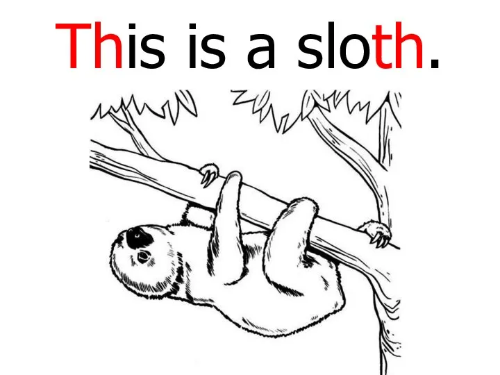 This is a sloth.