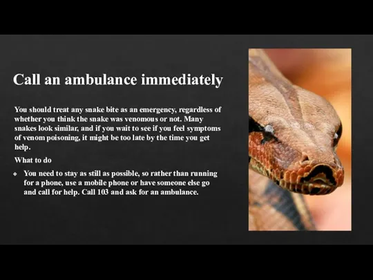 Call an ambulance immediately You should treat any snake bite as an