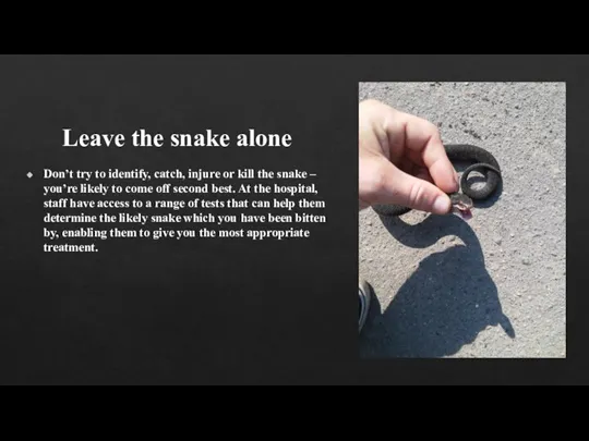 Leave the snake alone Don’t try to identify, catch, injure or kill