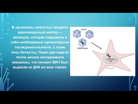 В организмы животных вводили аденовирусный вектор — молекулу, которая содержала в себе