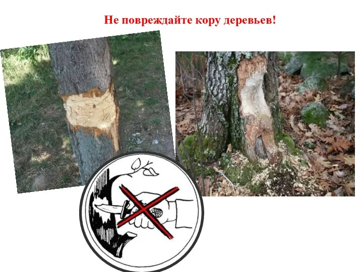 Не повреждайте кору деревьев!