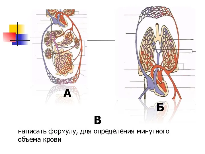 А Б В написать формулу, для определения минутного объема крови