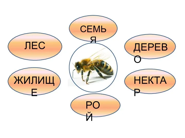 ЛЕС ЖИЛИЩЕ СЕМЬЯ ДЕРЕВО НЕКТАР РОЙ