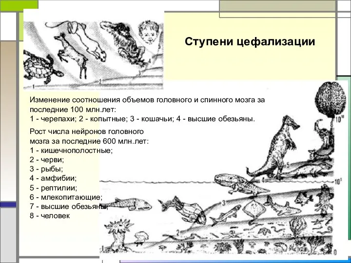 Ступени цефализации Изменение соотношения объемов головного и спинного мозга за последние 100