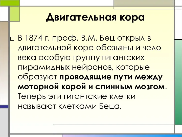 Двигательная кора В 1874 г. проф. В.М. Бец открыл в двигательной коре