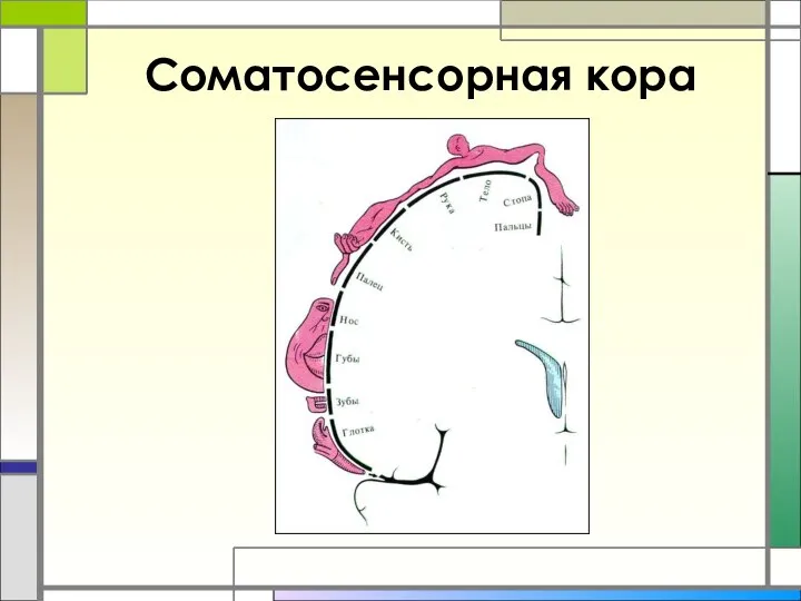 Соматосенсорная кора