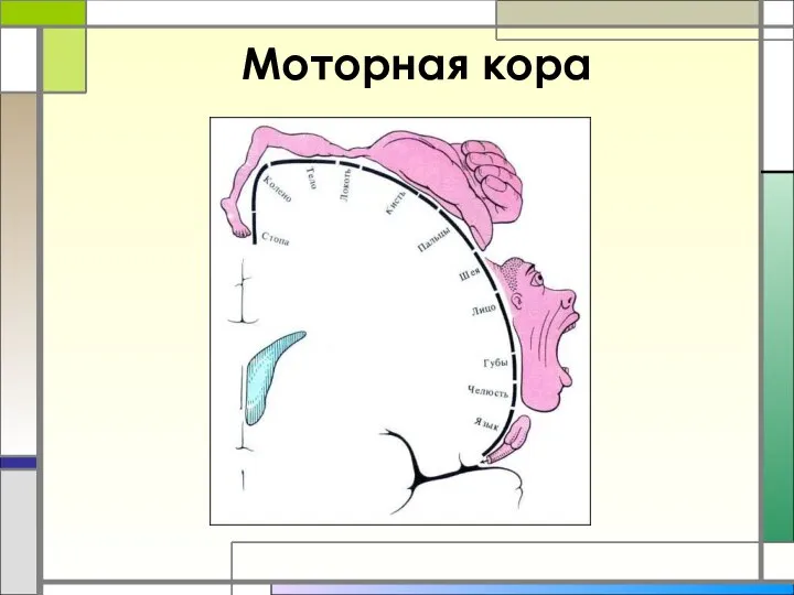 Моторная кора