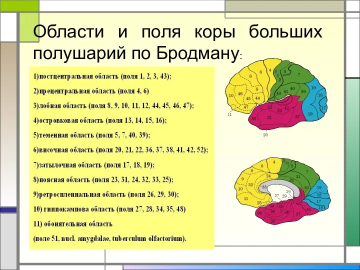 Области и поля коры больших полушарий по Бродману: