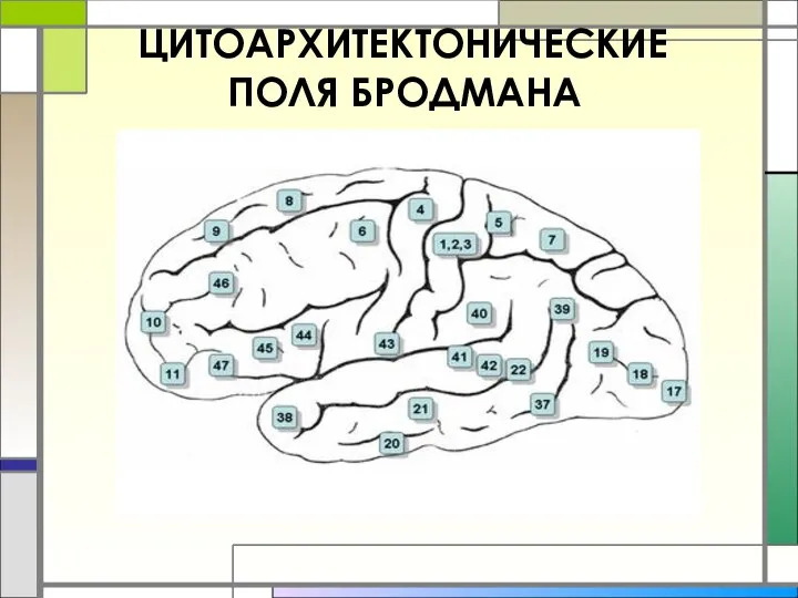 ЦИТОАРХИТЕКТОНИЧЕСКИЕ ПОЛЯ БРОДМАНА