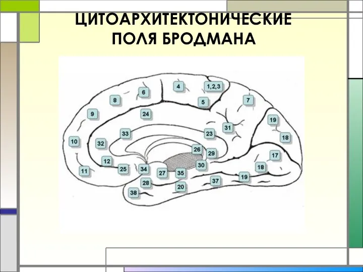 ЦИТОАРХИТЕКТОНИЧЕСКИЕ ПОЛЯ БРОДМАНА