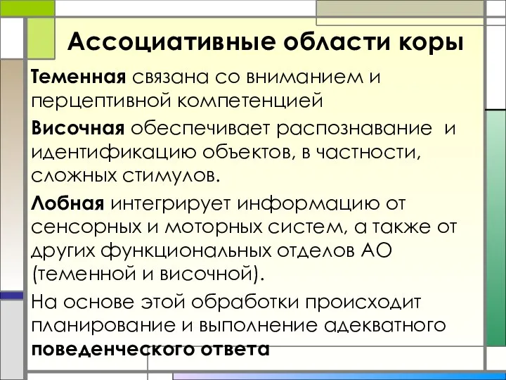 Ассоциативные области коры Теменная связана со вниманием и перцептивной компетенцией Височная обеспечивает