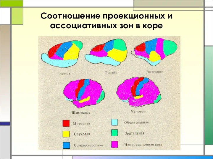 Соотношение проекционных и ассоциативных зон в коре