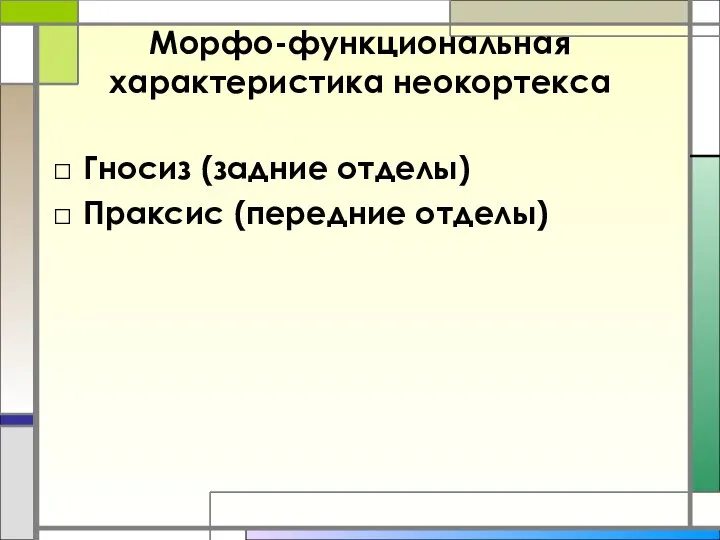 Морфо-функциональная характеристика неокортекса Гносиз (задние отделы) Праксис (передние отделы)