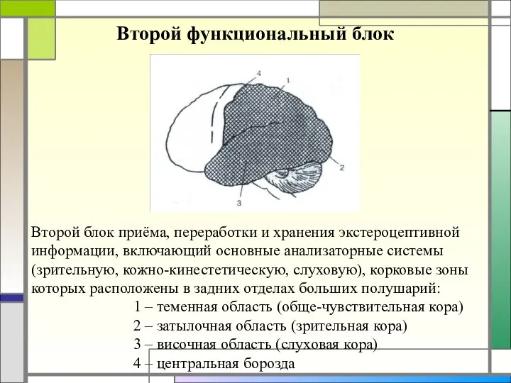 Второй функциональный блок Второй блок приёма, переработки и хранения экстероцептивной информации, включающий