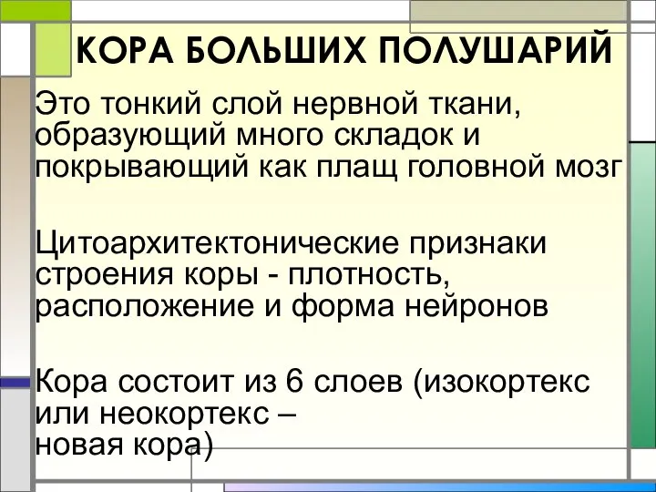 КОРА БОЛЬШИХ ПОЛУШАРИЙ Это тонкий слой нервной ткани, образующий много складок и