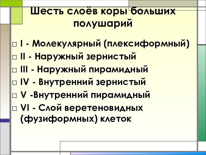 Шесть слоёв коры больших полушарий I - Молекулярный (плексиформный) II - Наружный